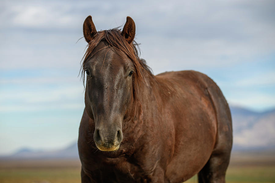 A Wild Stallion - Copper Photograph by Fon Denton