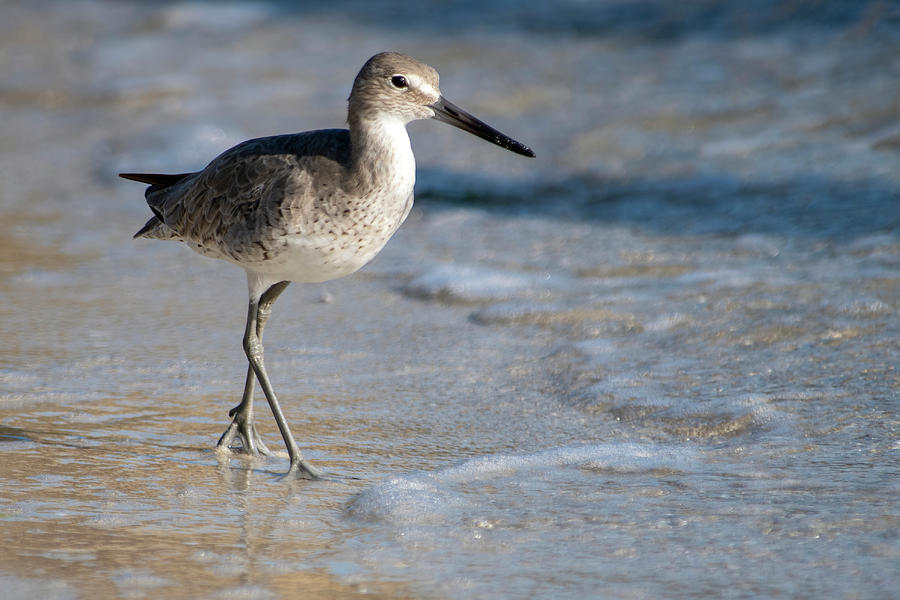 A Willet Walking Photograph by Bradford Martin