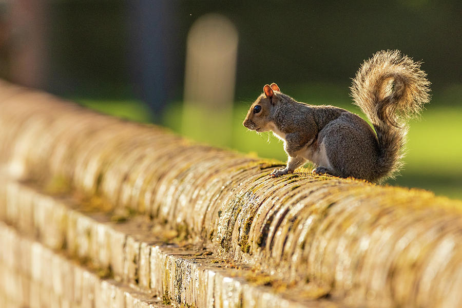 A Williamsburg Squirrel Photograph by Rachel Morrison