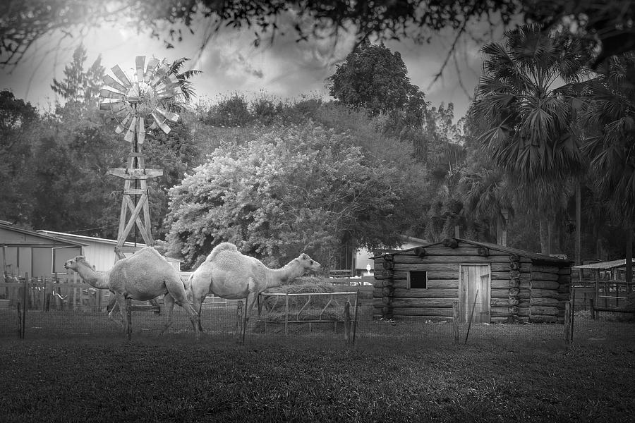 A Windmill, Two Camels, and a Log cabin Photograph by Mark Andrew Thomas