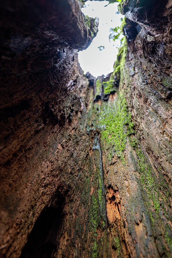 A Window To The Forest Photograph By Patrick Lyon Fine Art America