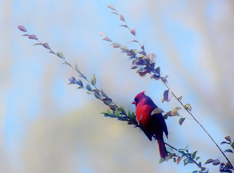 A Winter Cardinal 2021 Photograph by Eileen Brymer