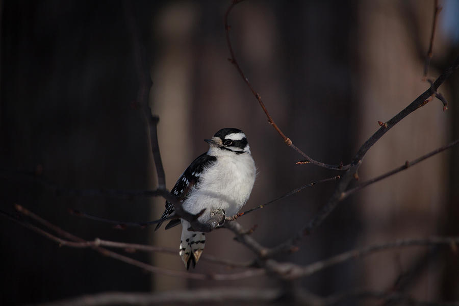 Woodpecker Photograph - A Winter Downy by Karol Livote