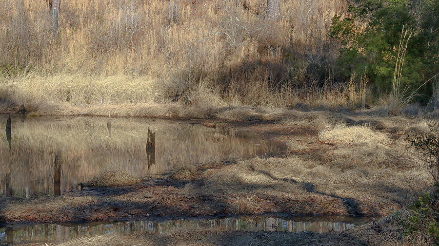 A Winter Grassed Pond Photograph by Ed Williams