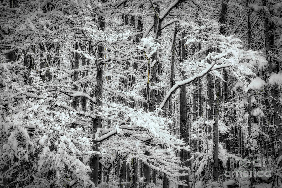 A Winter Long Gone Photograph