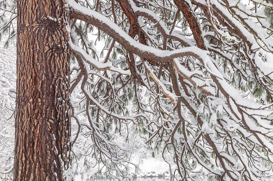 A Winter Scene 3 Photograph by Jonathan Nguyen