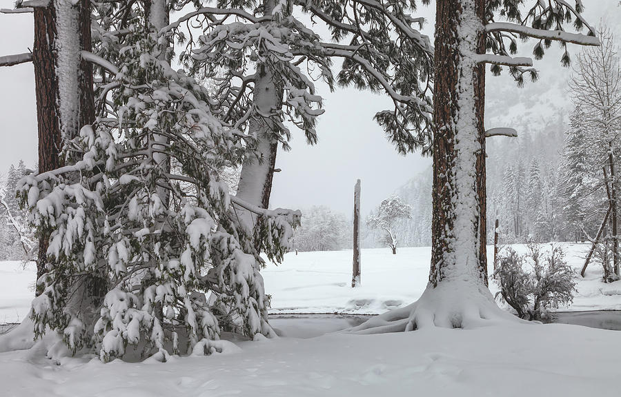 A Winter Scene  #1 Photograph by Jonathan Nguyen