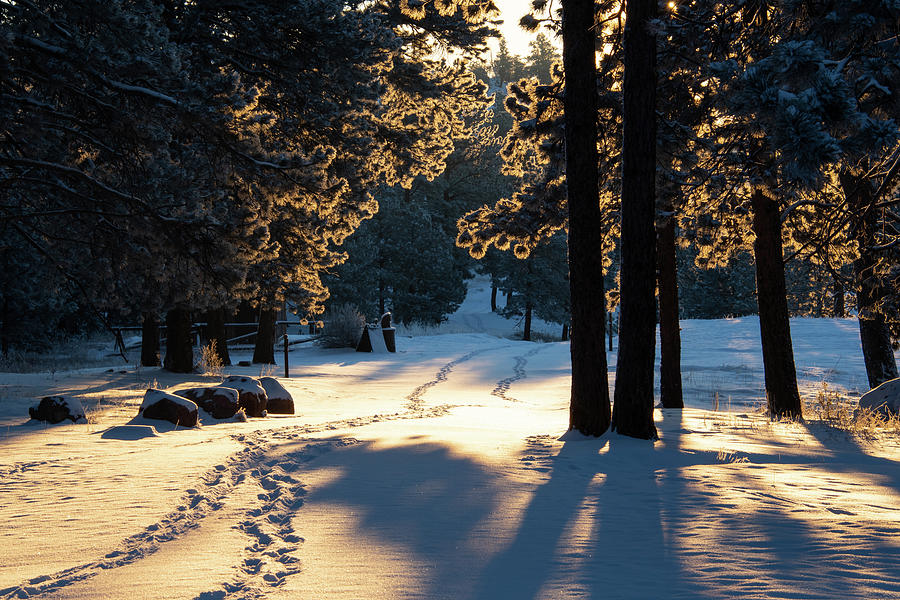 A Winter Sunrise Walk Through the Snow Photograph by Cascade Colors