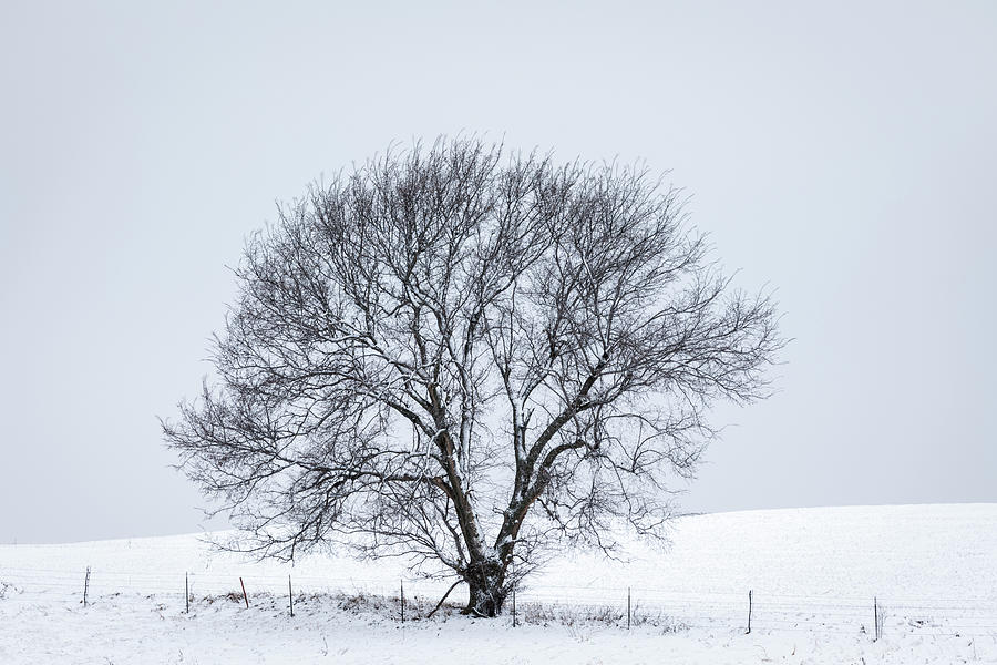 A Winter Tree Photograph by Scott Bean