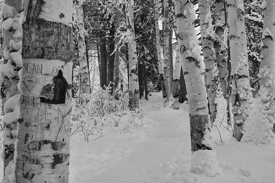 A Winter Walk Among the Birches Monochrome Photograph by Cathy Mahnke