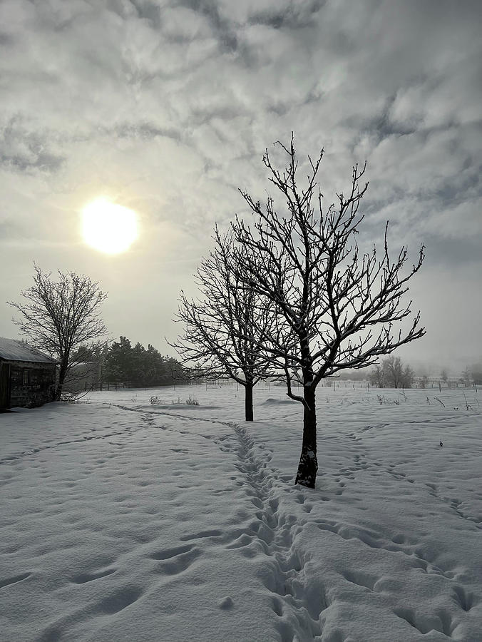 Winter Photograph - A Winters Day cp by Whispering Peaks Photography