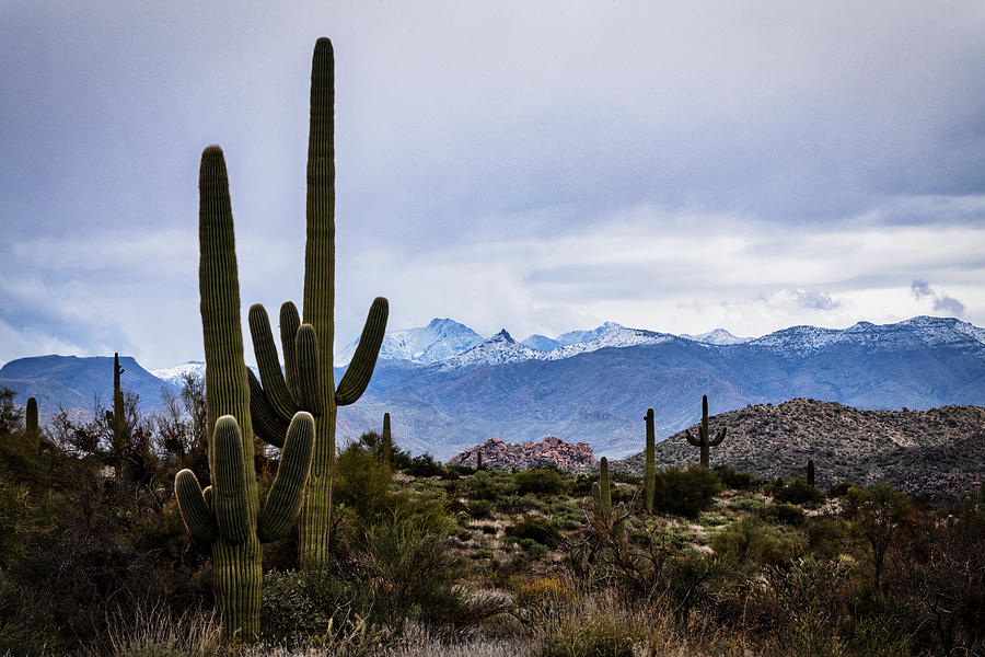 A Wintery Sonoran  Photograph by Saija Lehtonen
