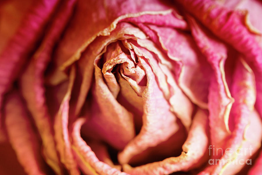 A Withered Rose Photograph by Jim Orr