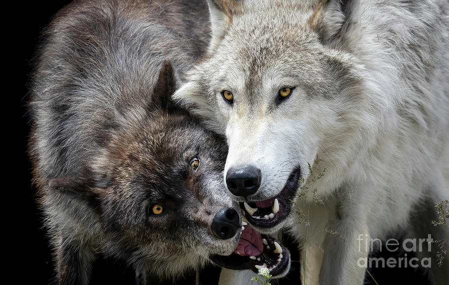 A wolfs bite Photograph by Darya Zelentsova