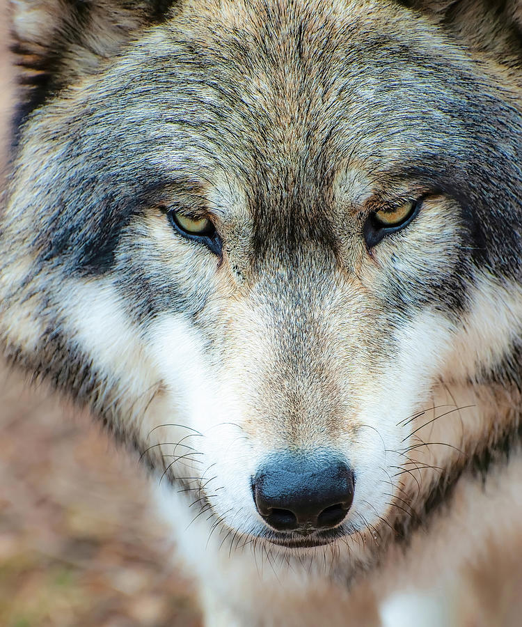 A Wolfs Intimidating Stare Photograph by Gary Slawsky