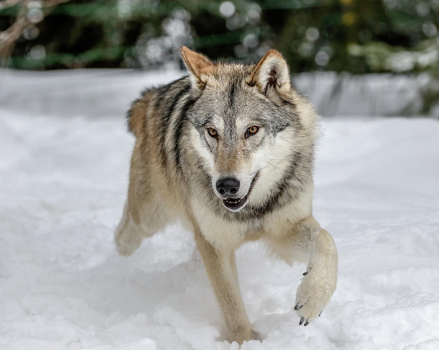 A Wolf's Winter Stroll Photograph by Athena Mckinzie - Fine Art America