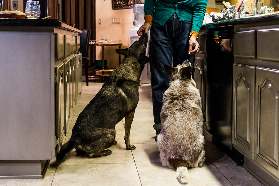 A woman feeding two dogs scraps of food. Photograph by Matt Mawson