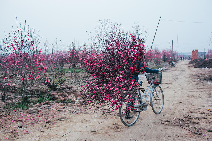 A woman hawks peach blossoms Photograph by Quynh Anh Nguyen