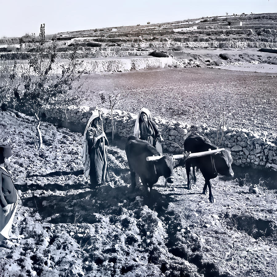 A Woman Plowing Near Hebron Photograph by Munir Alawi