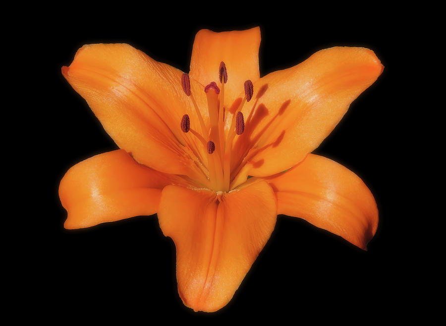 A Wonderful Orange Lily In The Sunlight Photograph by Johanna Hurmerinta