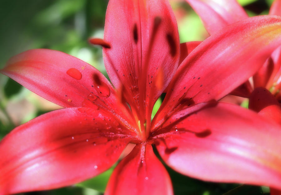 Lily Photograph - A Wonderful Red Lily In The Garden by Johanna Hurmerinta