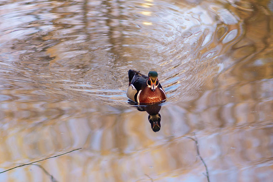 A wood duck in a lake Photograph by Aarthi Arunkumar