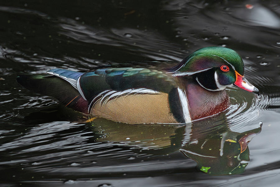 A Wood Duck Photograph by Jerry Cahill