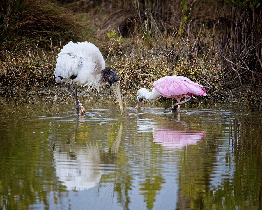  A Wood Stork and Spoonbill feeding together. Photograph by Ronald Lutz