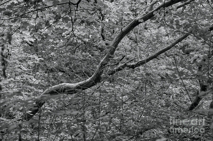 A wooded area in the Healey Dell forest in Monochrome Photograph by Pics By Tony