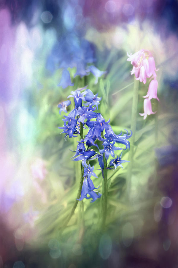 A Woodland Field Of Pastel Bluebells Photograph