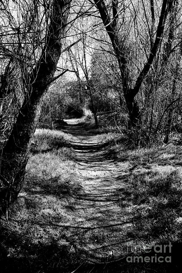 Black And White Photograph - A Woodland Path by Brenton Cooper