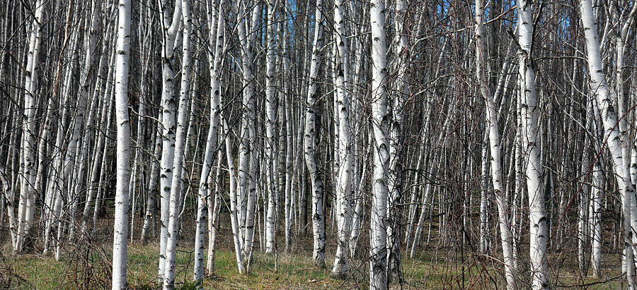 A Woods Full of Birch Pano Photograph by David T Wilkinson