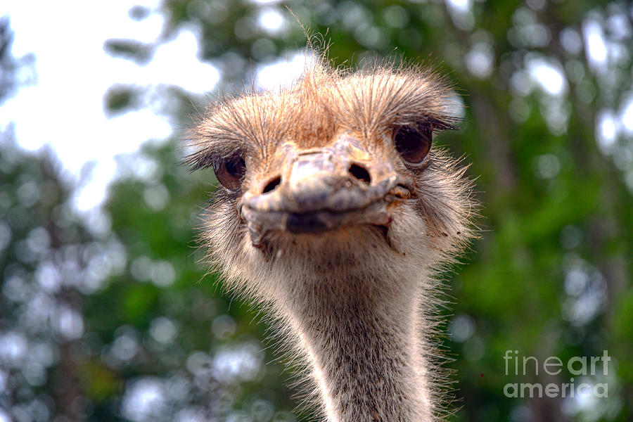 Ostrich Photograph - A Word, Please by Broken Soldier