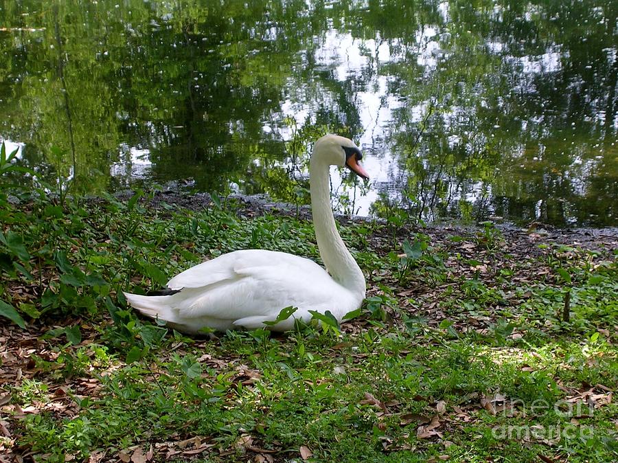 A Work Of Art in Audubon Park Photograph by Rosanne Licciardi