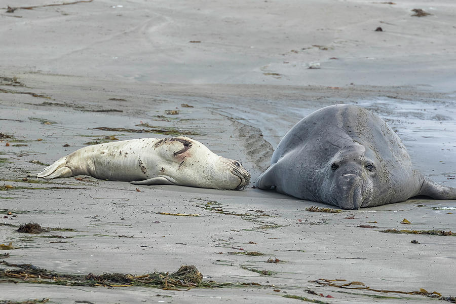 A Wounded Female Elephant Seal with Male Photograph by Belinda Greb