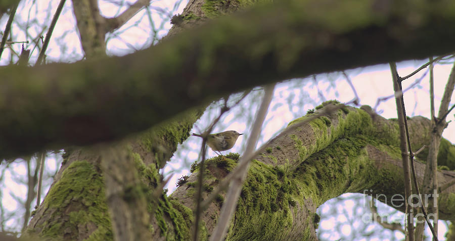 A Wren in Alkrington Woods, Manchester UK Photograph by Pics By Tony