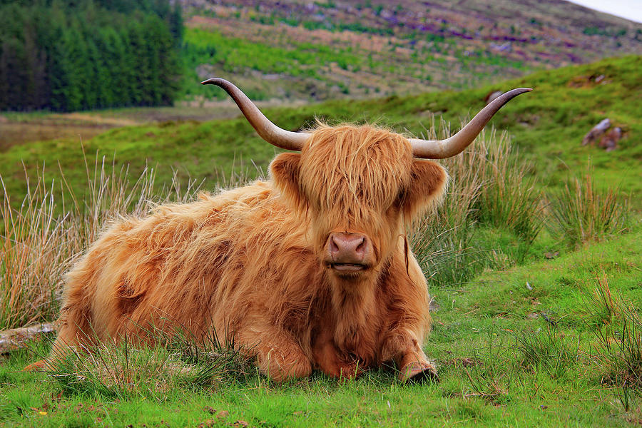 A Yak Lying Down Photograph by Running Brook Galleries | Pixels