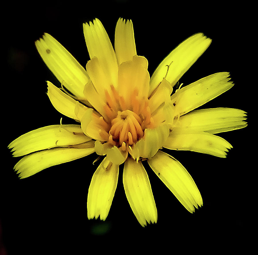 A Yam Daisy flower on a black background Digital Art by Ed Stines