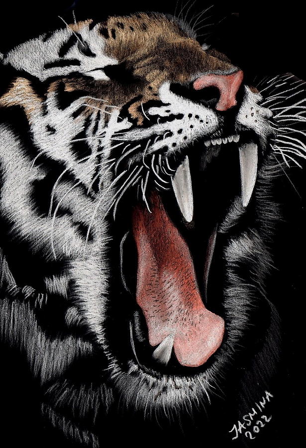 A Yawning Tiger - Colored Pencil Drawing Drawing By Jasmina Susak ...