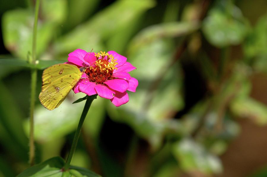 A Yellow Butterfly sipping nectar from a purple Zinnia Photograph by Ed Stines
