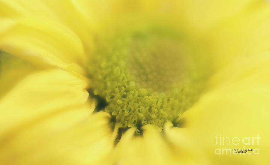 Nature Photograph - A Yellow Dream by Marvin Spates