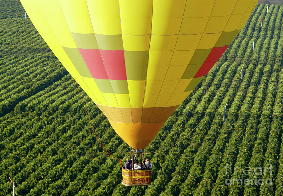 A yellow hot air ballon over a field of orange trees Photograph by Gunther Allen