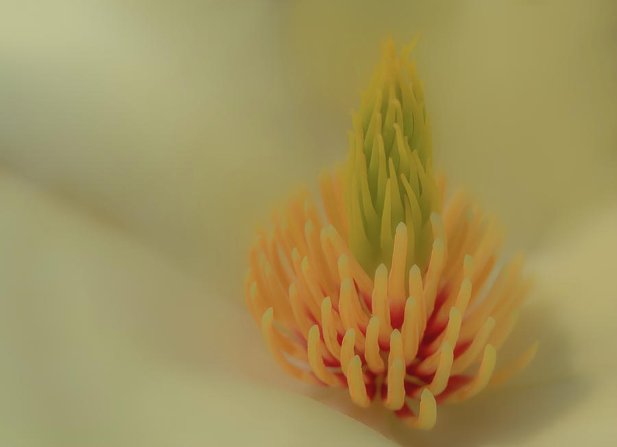 A Yellow Magnolia  Photograph by Sylvia Goldkranz