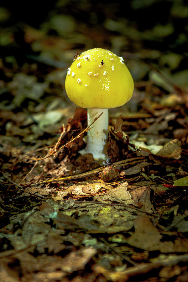 A Yellow Mushroom Emerges Photograph by W Chris Fooshee