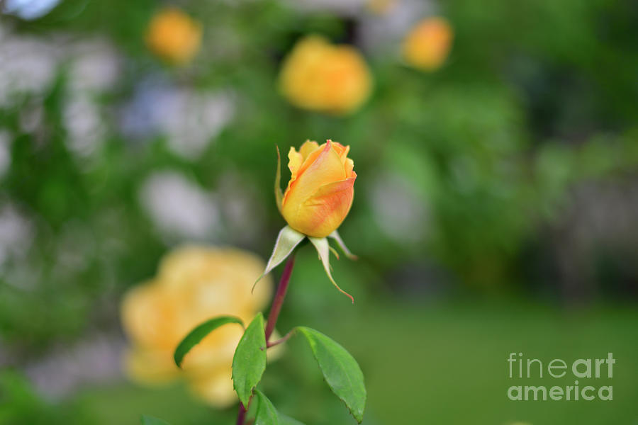 A Yellow Rose Bud Photograph by Amazing Action Photo Video