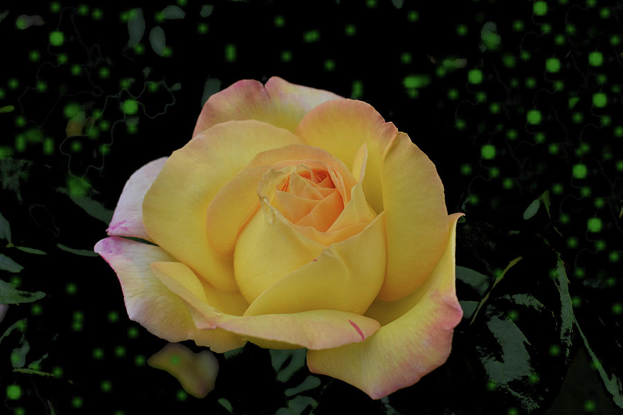 A Yellow Rose for You Photograph by Yolanda Caporn