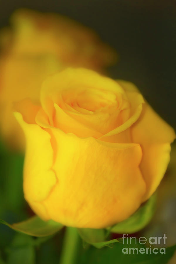 A Yellow Rose From Texas Photograph by Joan Bertucci