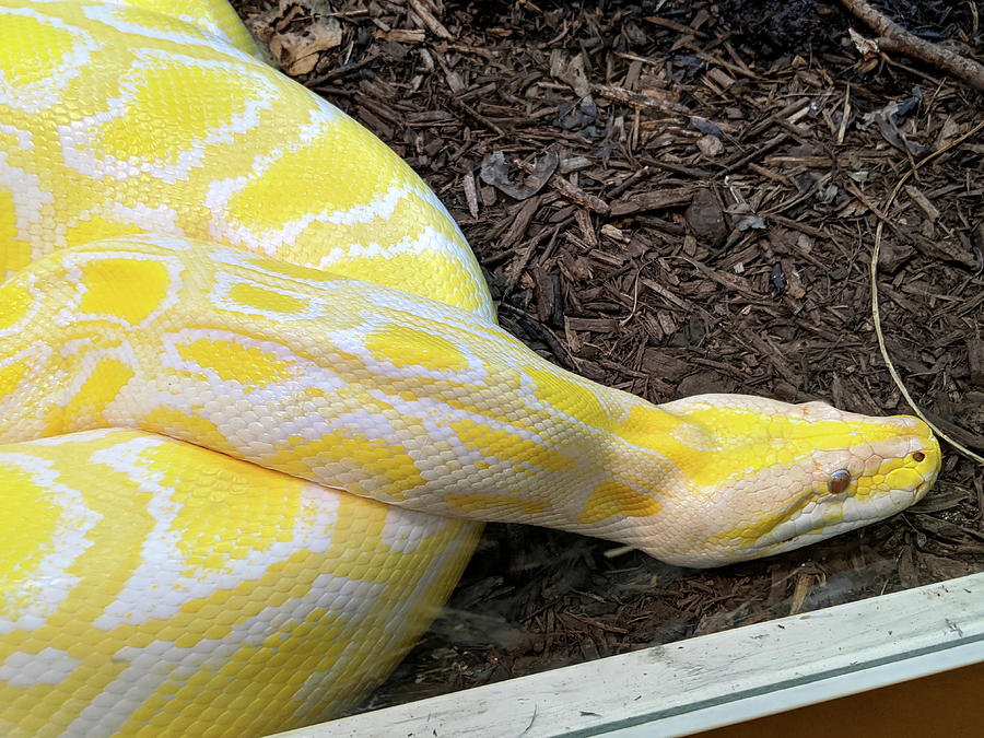 A Yellow Snake Closeup View Kelly Johnson 