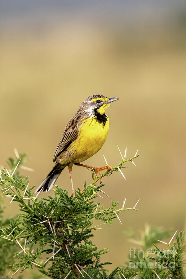 A yellow-throated longclaw Photograph by Jane Rix