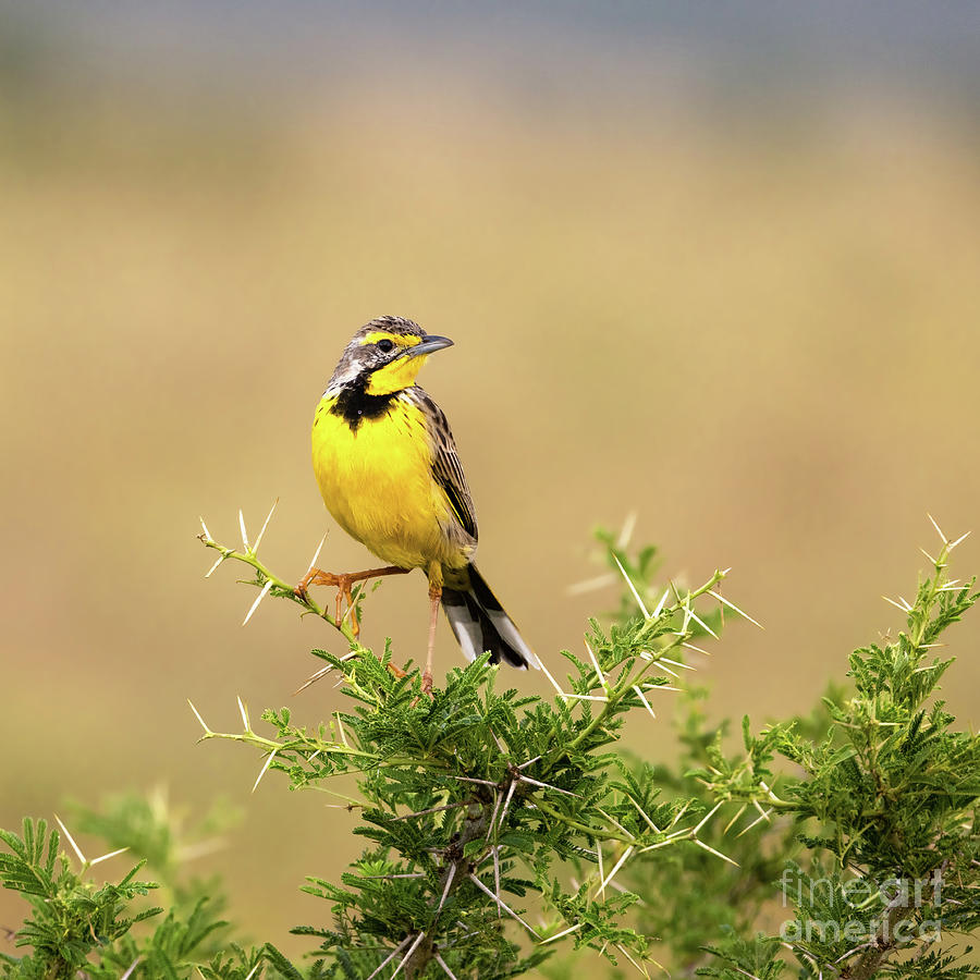 A yellow-throated longclaw, macronyx croceus, perched on a thorn Photograph by Jane Rix